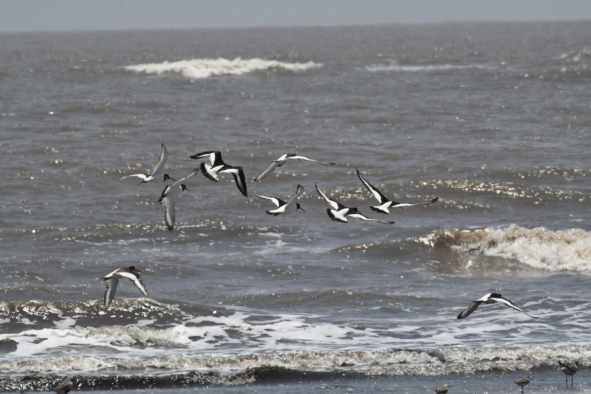 Eurasian Oystercatcher - ML634177178