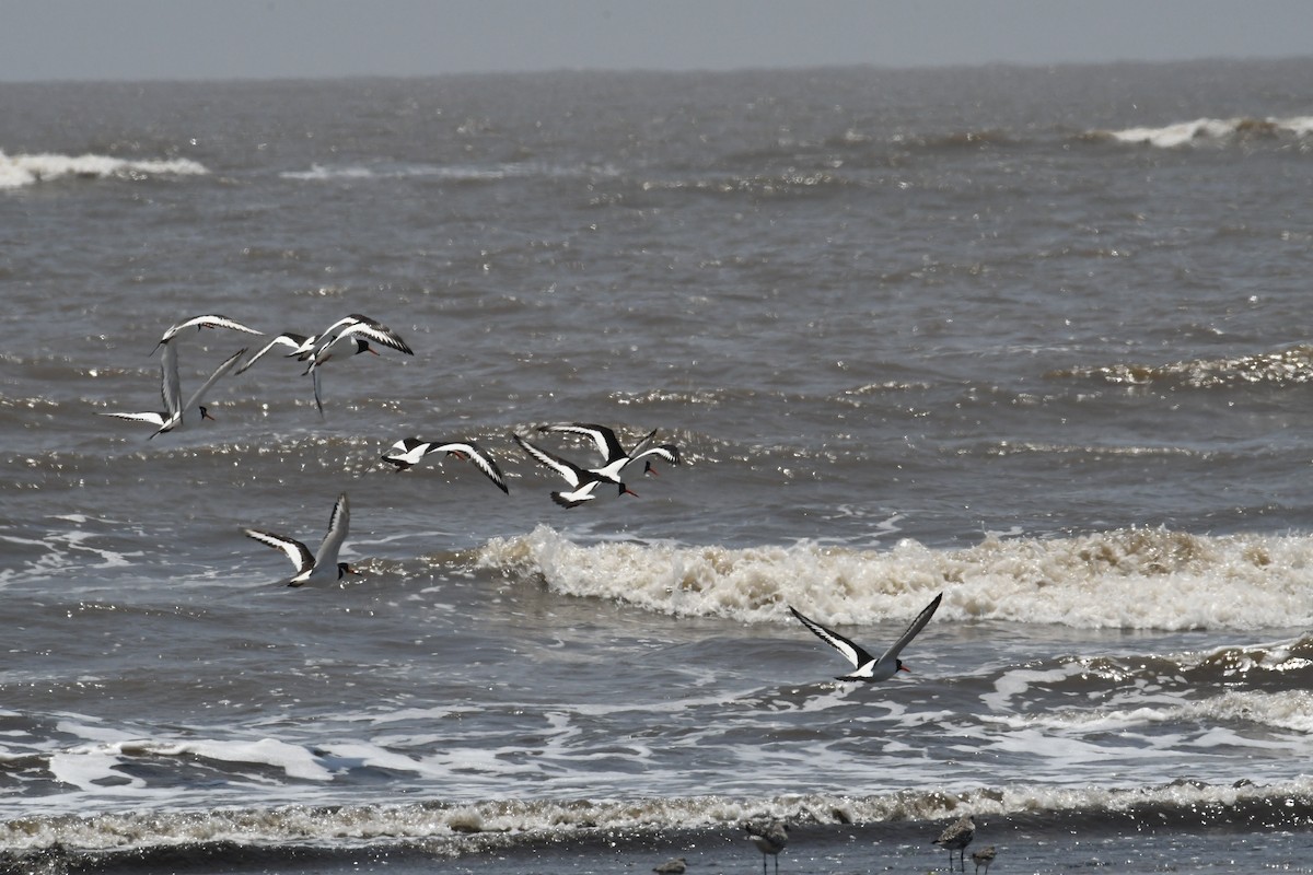 Eurasian Oystercatcher - ML634177179