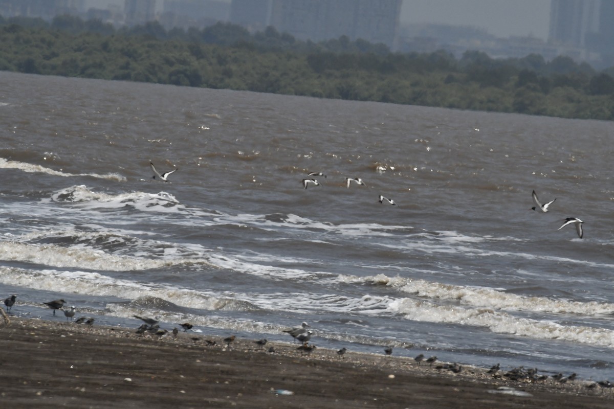 Eurasian Oystercatcher - ML634177180