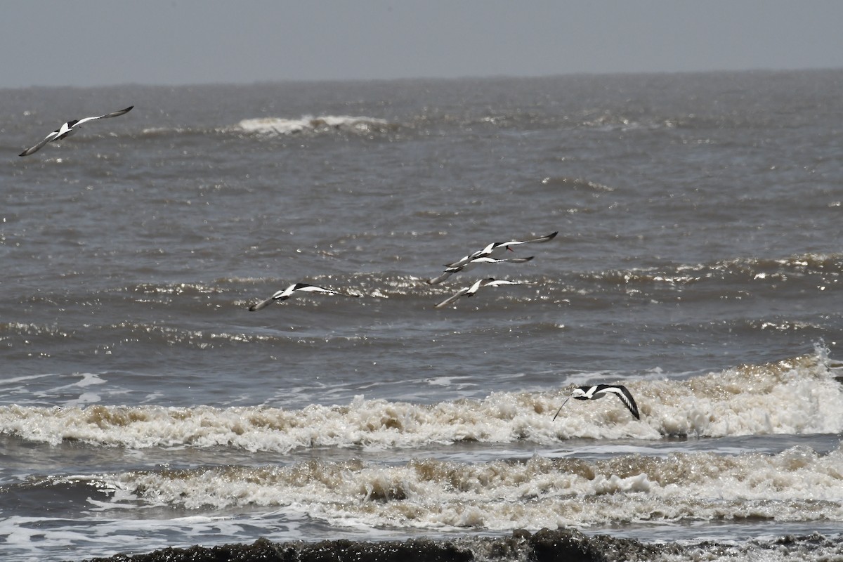 Eurasian Oystercatcher - ML634177181