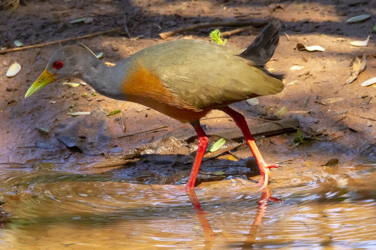 chřástal šedokrký - ML634177196