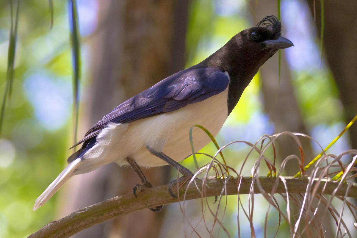 sojka kadeřavá - ML634177214