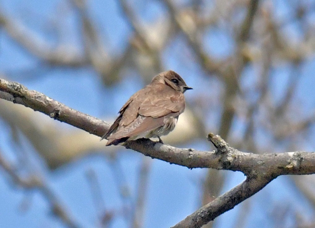 Northern Rough-winged Swallow - ML634177253