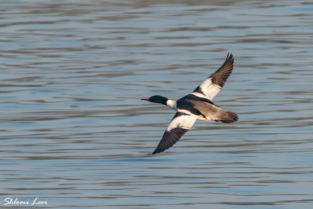 מרגון גדול - ML634177271