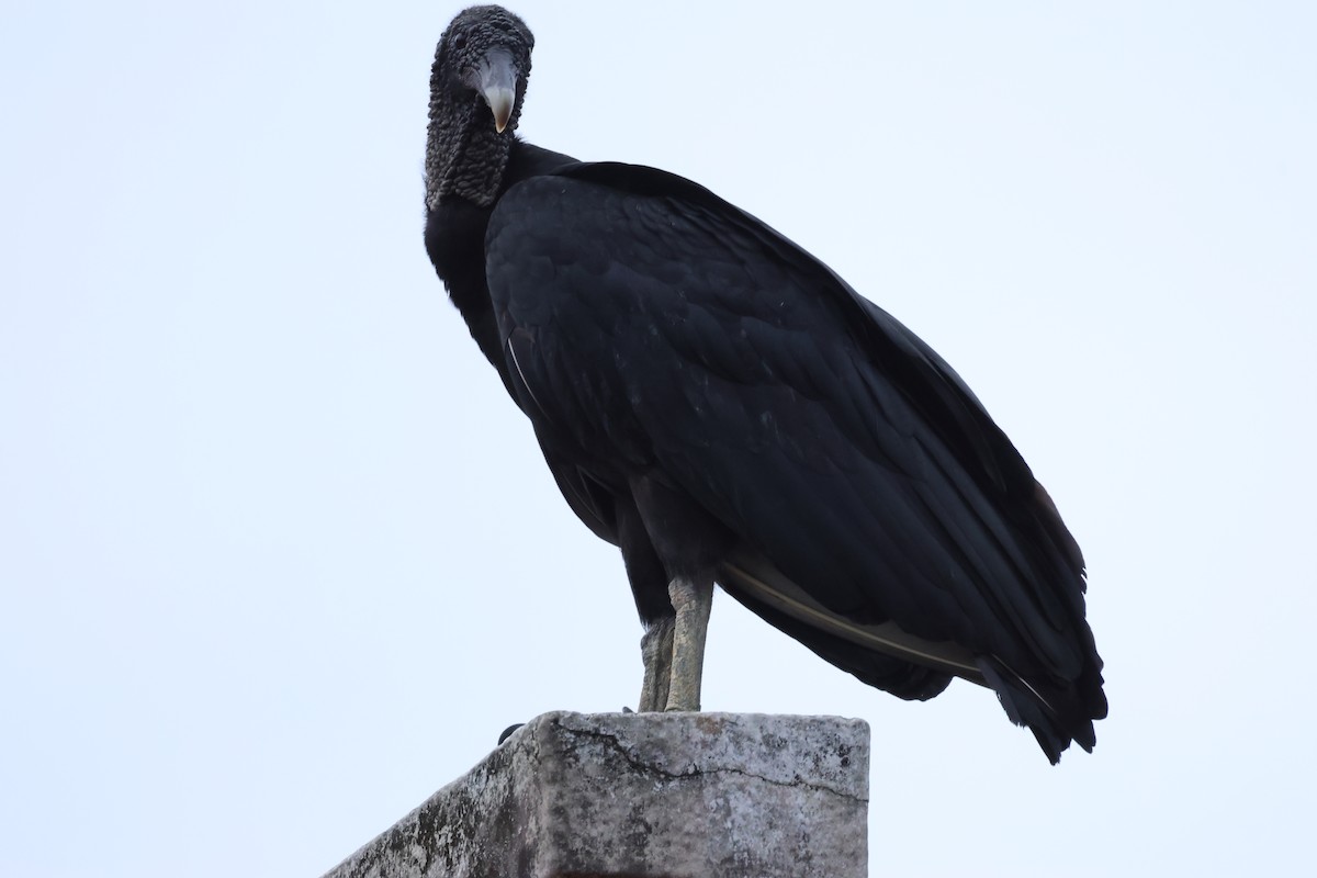 Black Vulture - ML634177335