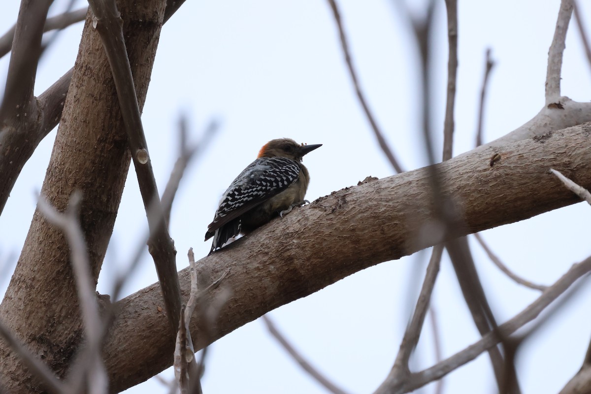 Red-crowned Woodpecker - ML634177350