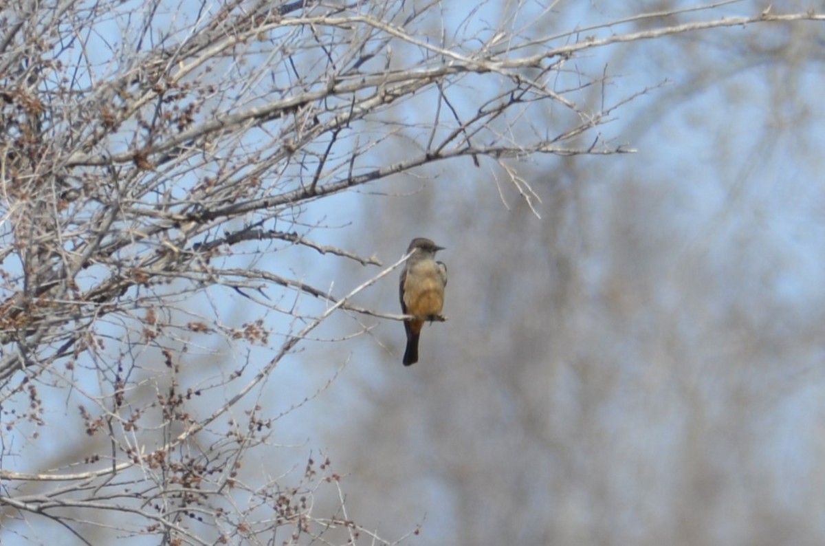 Say's Phoebe - ML634177358