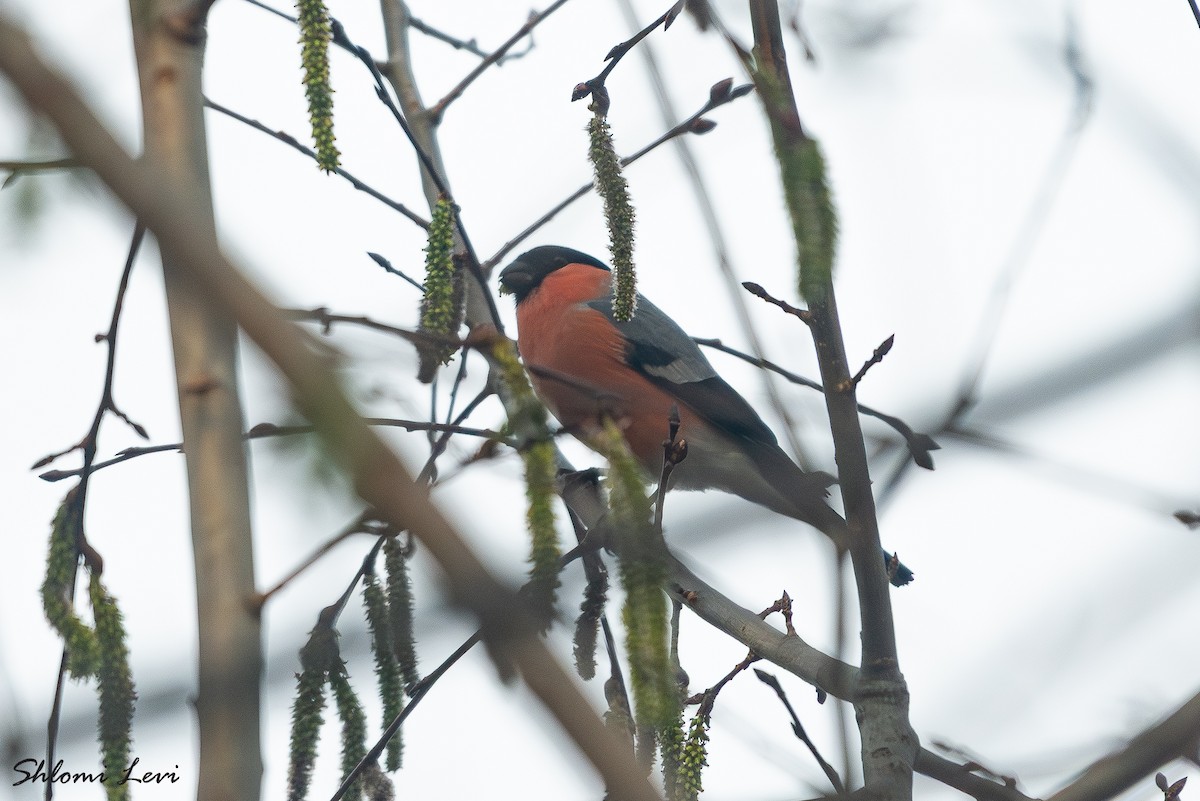 אדמון מובהק - ML634177367