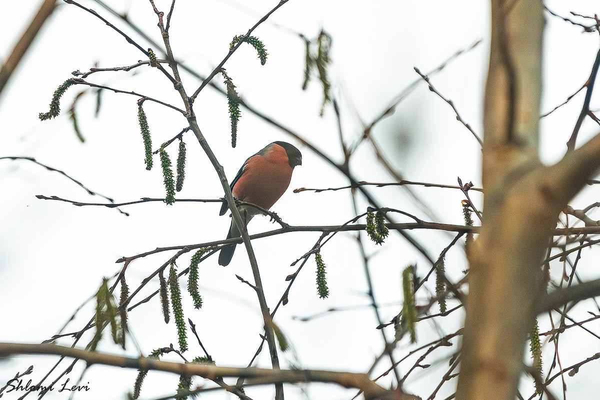 אדמון מובהק - ML634177368
