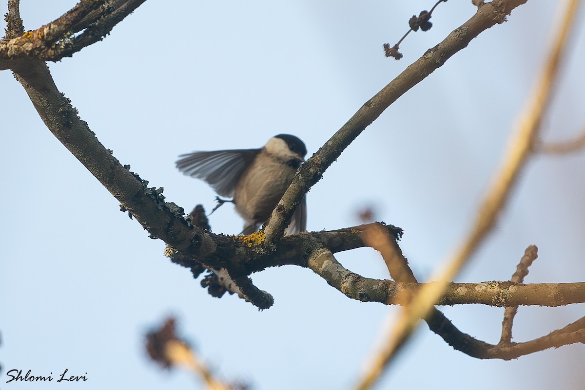 ירגזי הרים - ML634177405