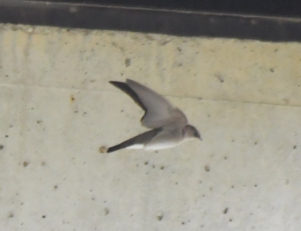 Northern Rough-winged Swallow - ML634177416