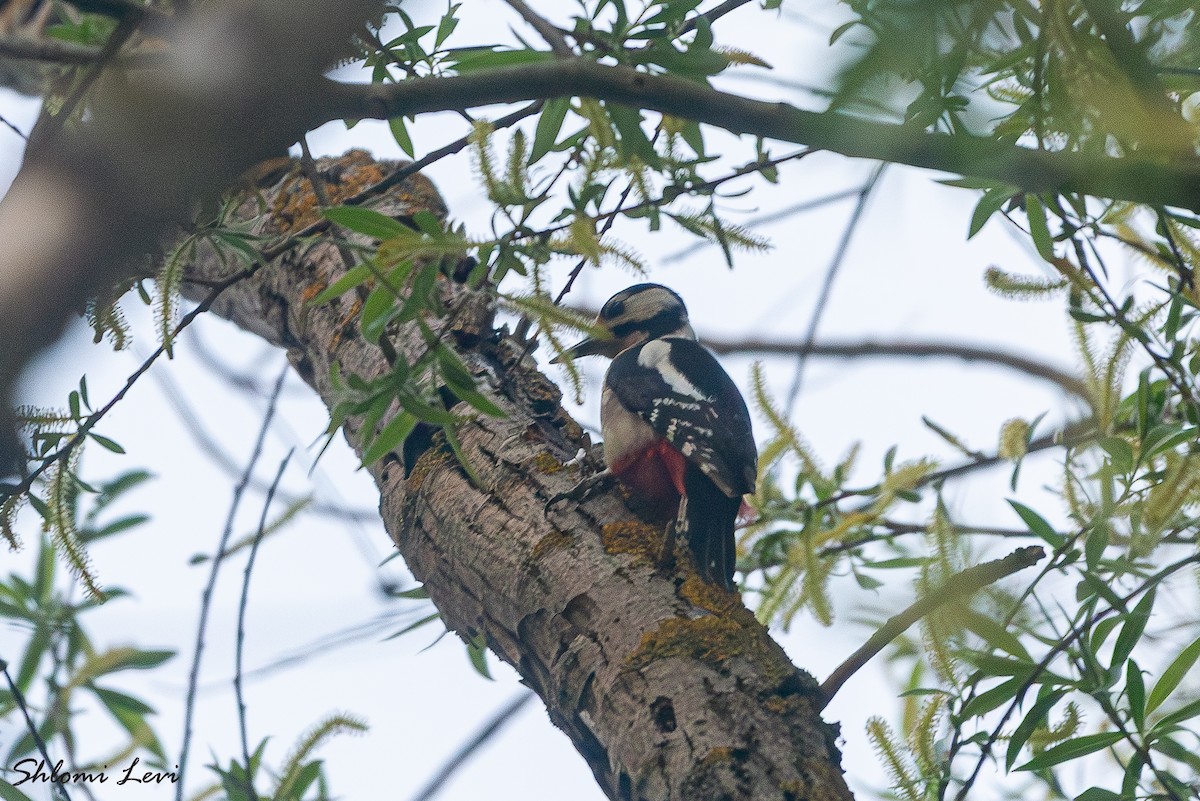 נקר עקוד - ML634177449
