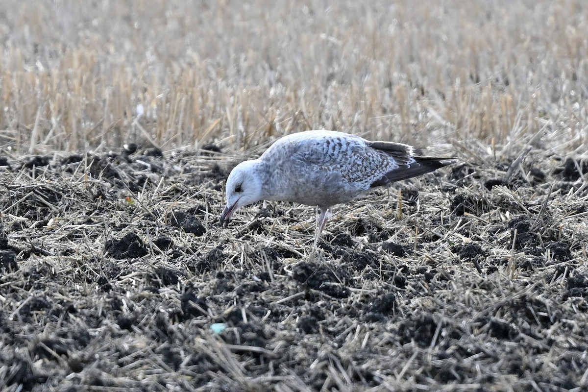 American Herring Gull - ML634177486
