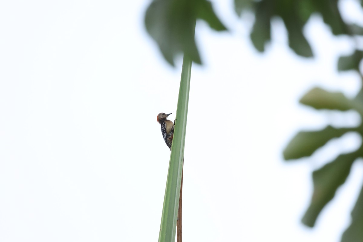 Red-crowned Woodpecker - ML634177496