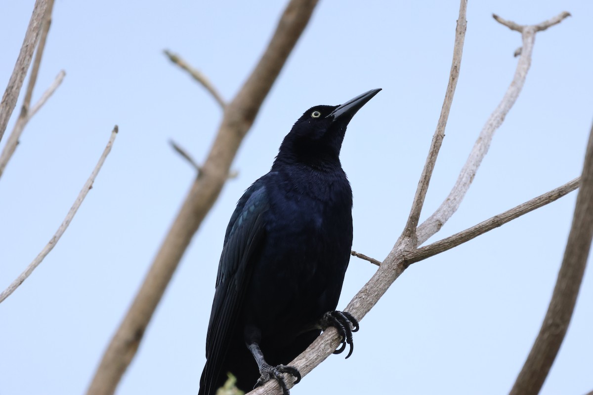 Great-tailed Grackle - ML634177509
