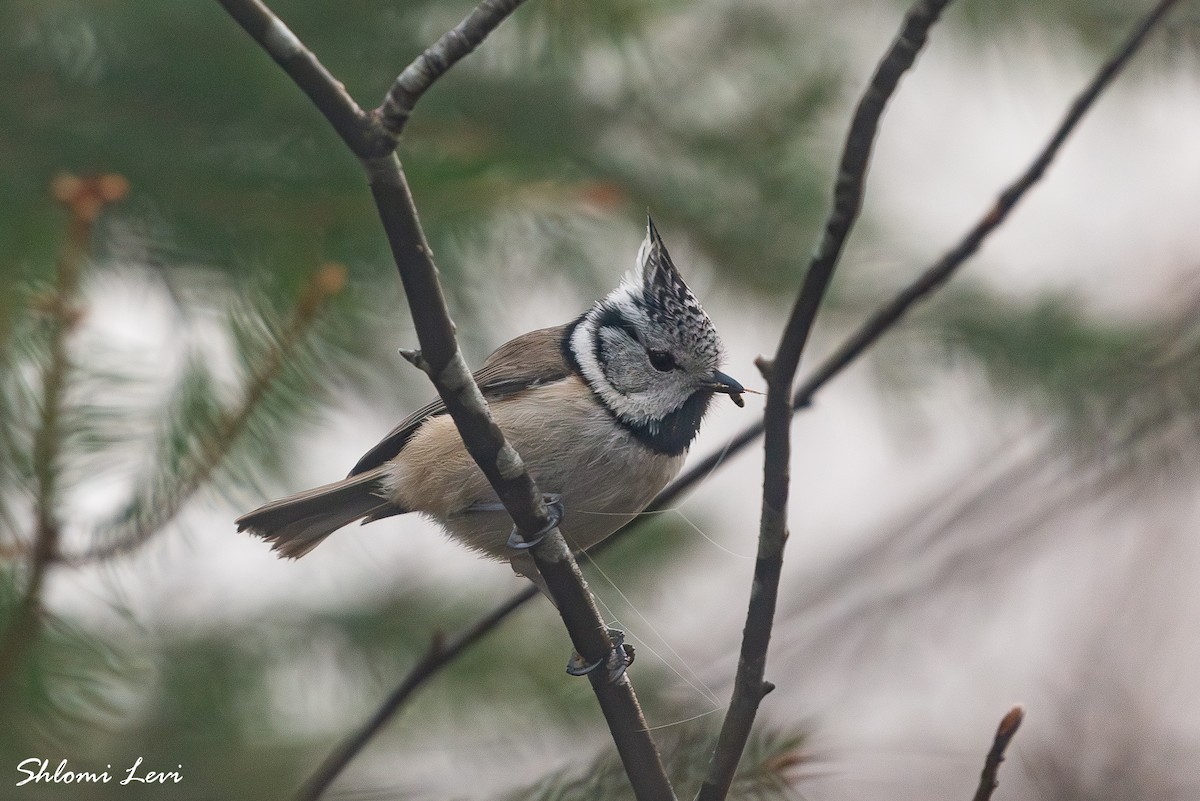 ירגזי מצויץ - ML634177542