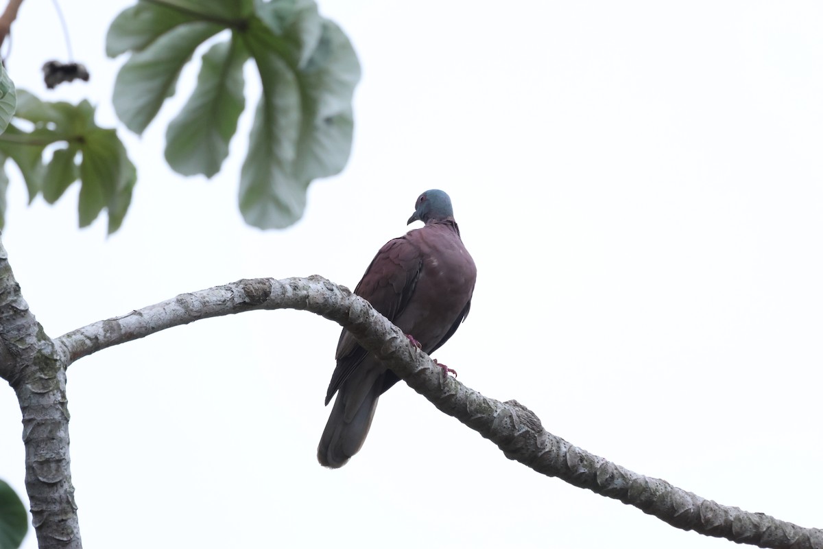 Pale-vented Pigeon - ML634177544