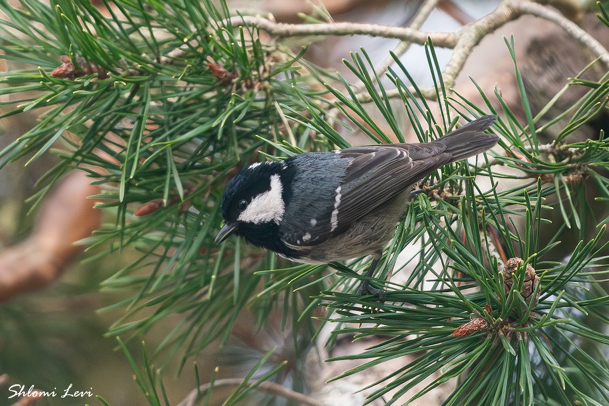 ירגזי שחור - ML634177563