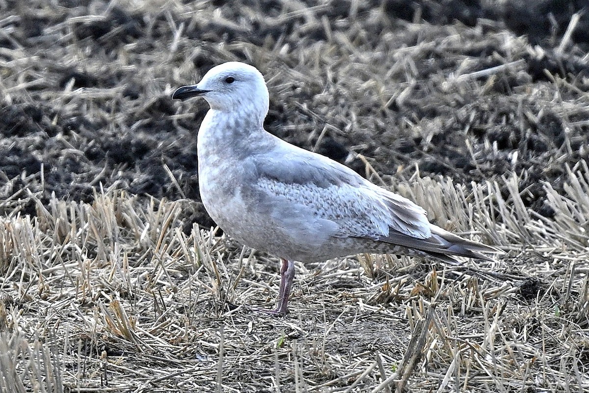 Iceland Gull - ML634177576