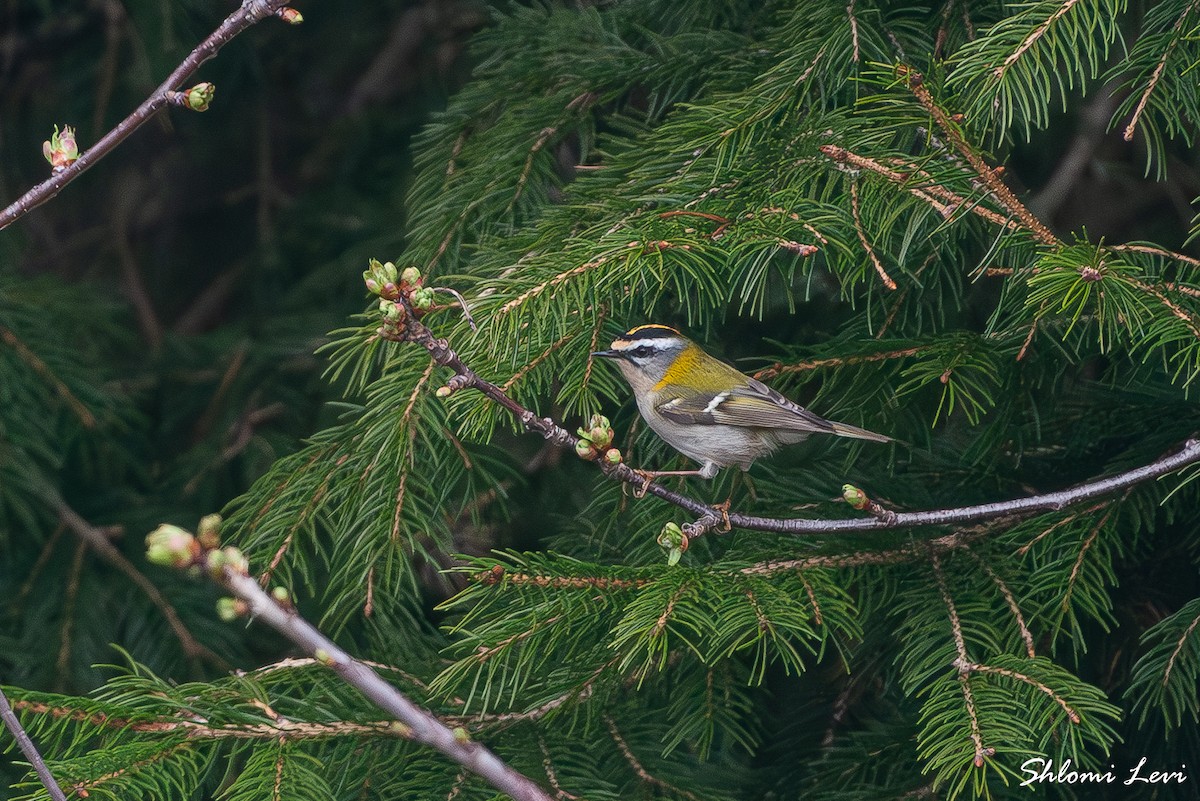 מלכילון לבן-גבות - ML634177581