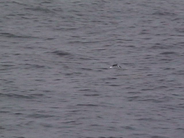 vestindiapetrell (White-faced) - ML634177619