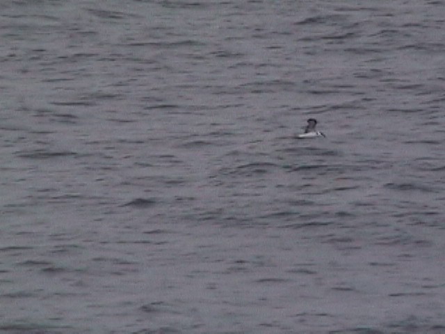 vestindiapetrell (White-faced) - ML634177620