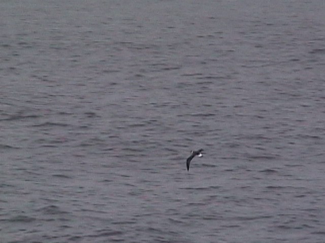 vestindiapetrell (White-faced) - ML634177622