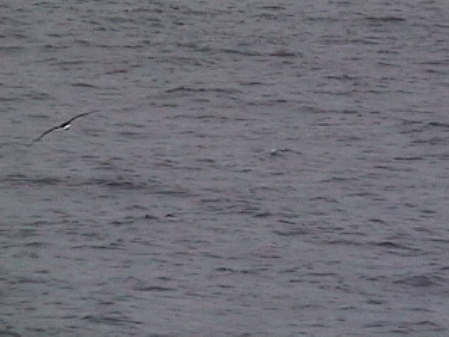 vestindiapetrell (White-faced) - ML634177623