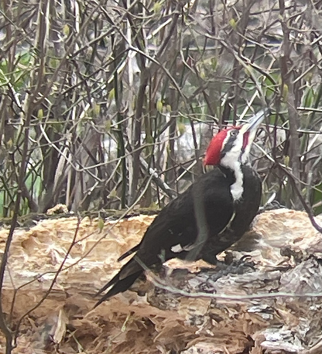 Pileated Woodpecker - ML634177627