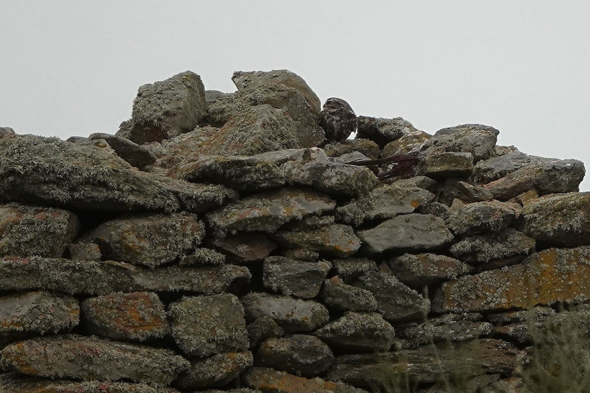 Little Owl - Martina Corgnati