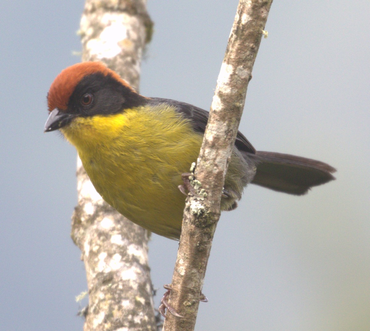 Yellow-breasted Brushfinch - ML634177633