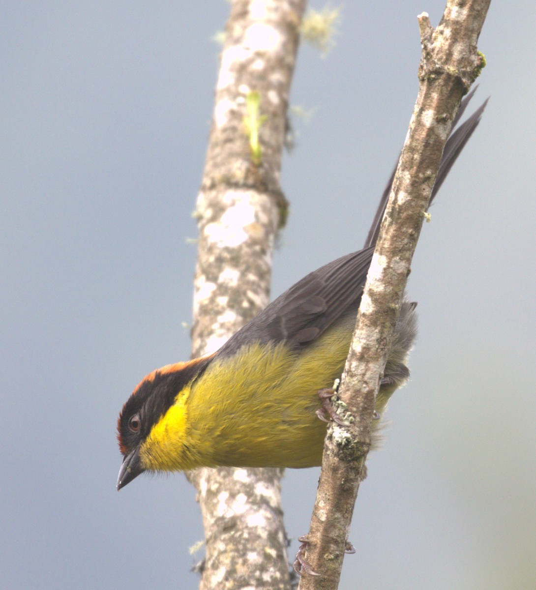 Yellow-breasted Brushfinch - ML634177643