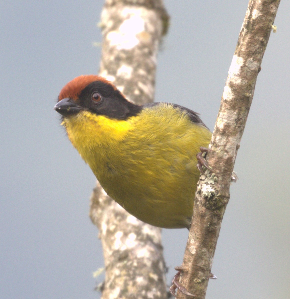 Yellow-breasted Brushfinch - ML634177646
