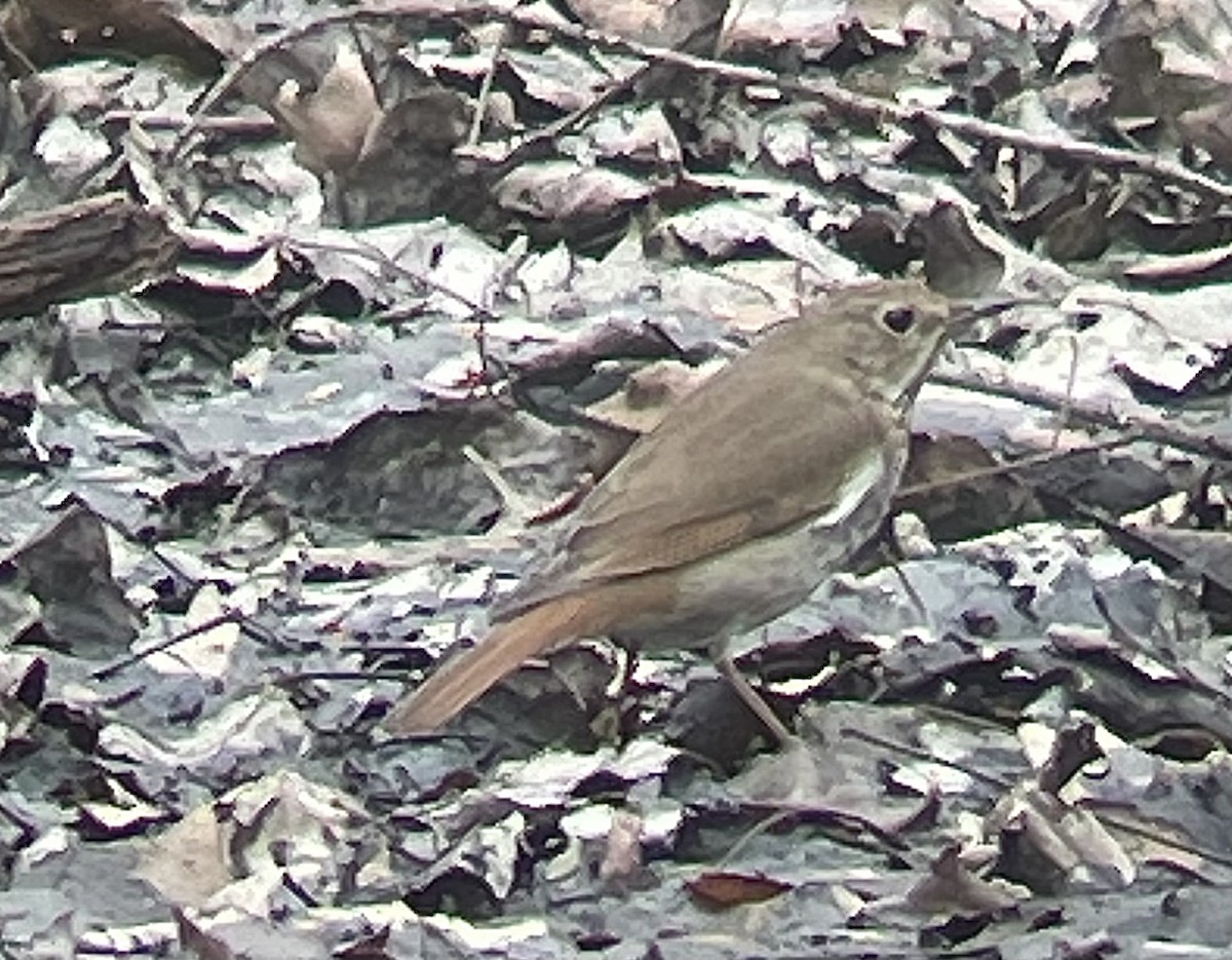 Hermit Thrush - ML634177648