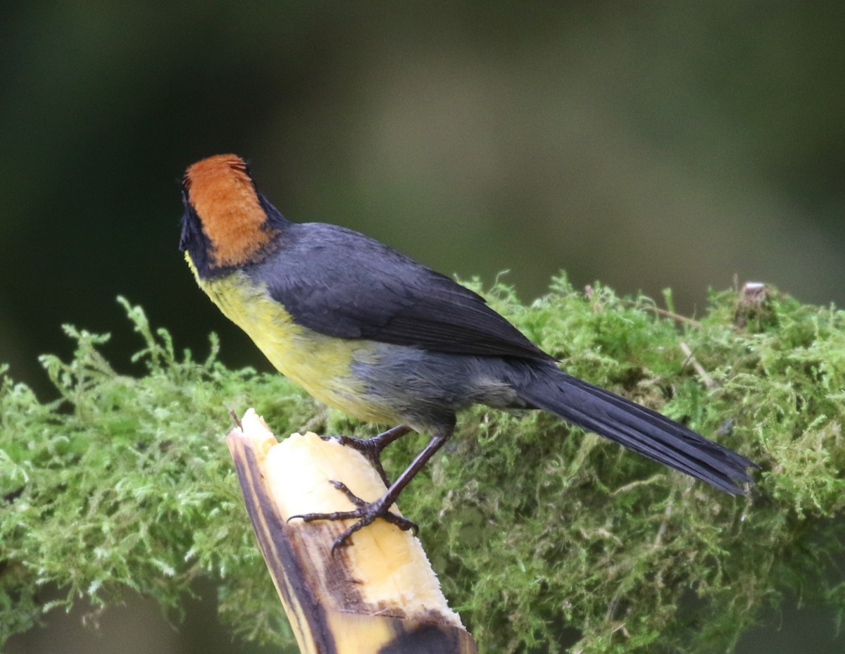 Yellow-breasted Brushfinch - ML634177653