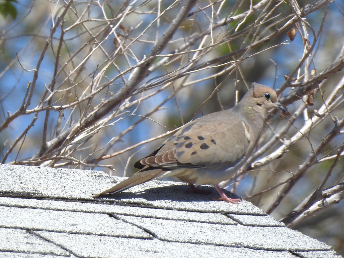 Mourning Dove - ML634177667