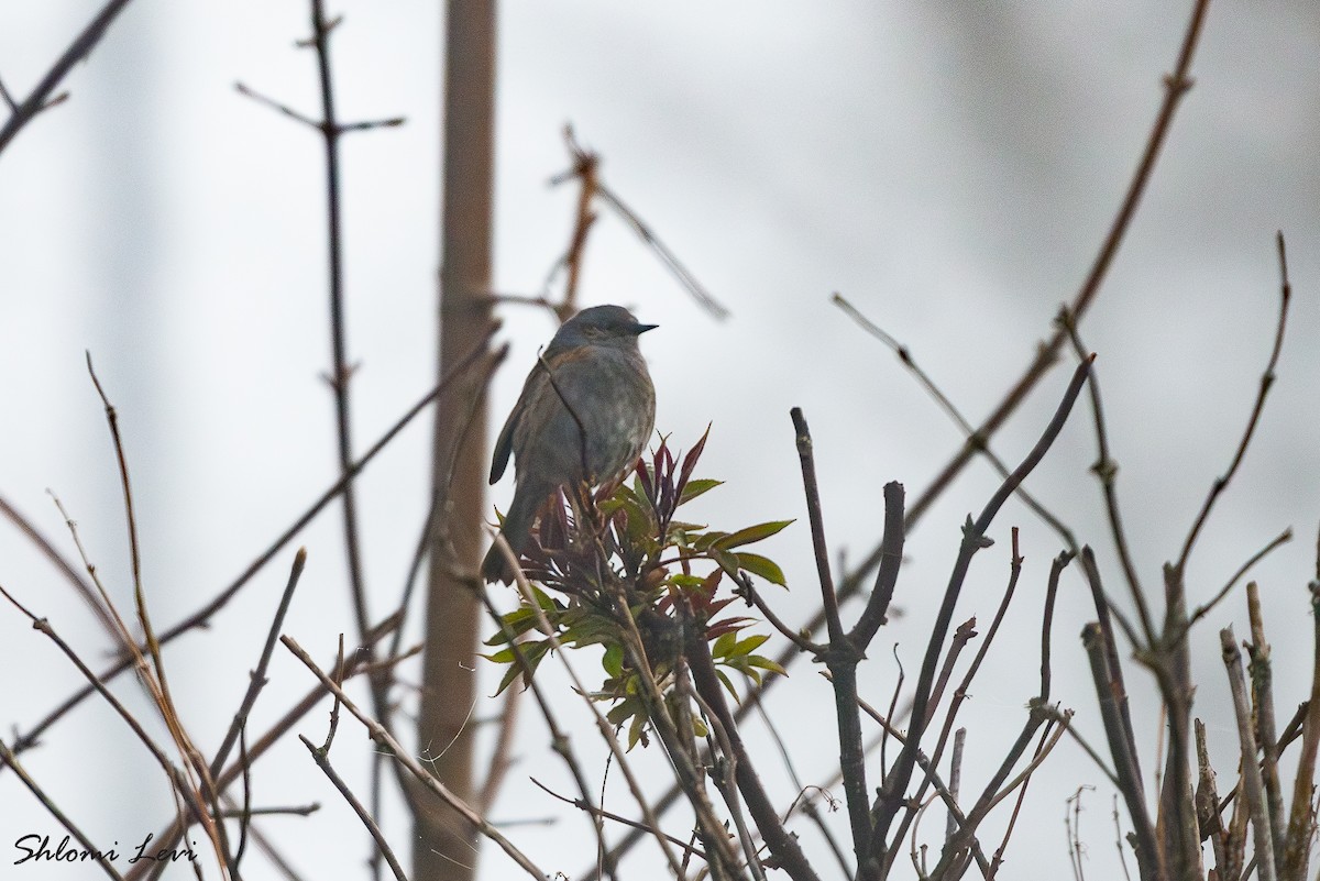 סתרי מצוי - ML634177688