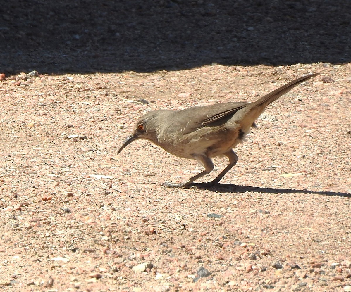 Curve-billed Thrasher - ML634177694