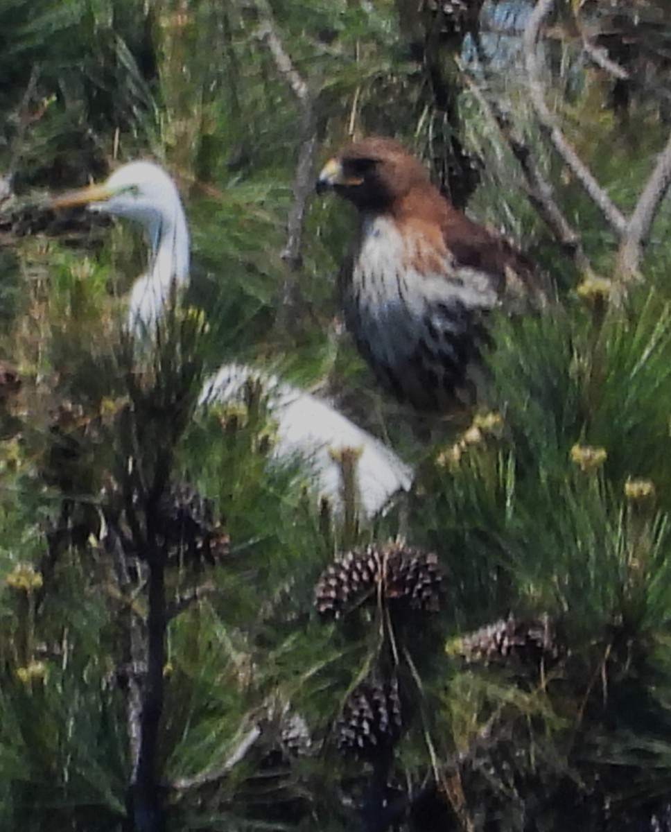 Red-tailed Hawk - ML634177730