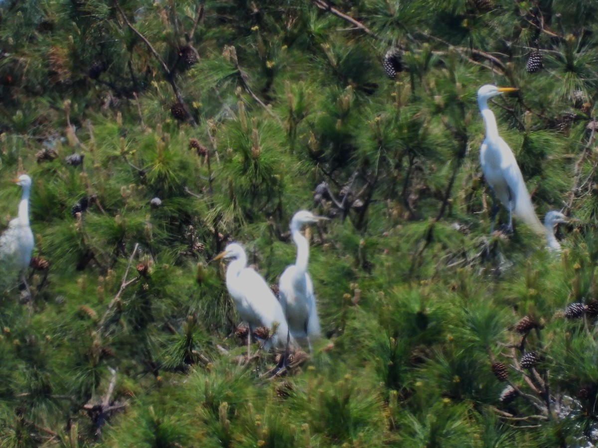 Great Egret - ML634177732
