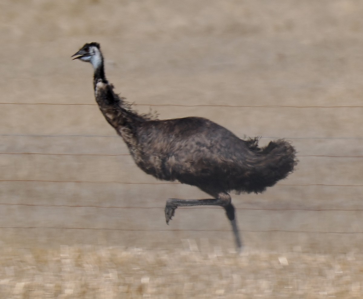 Emu - ML634177742