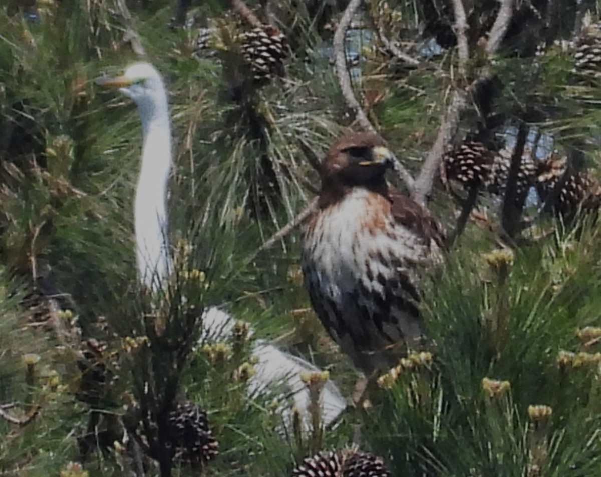 Red-tailed Hawk - ML634177813