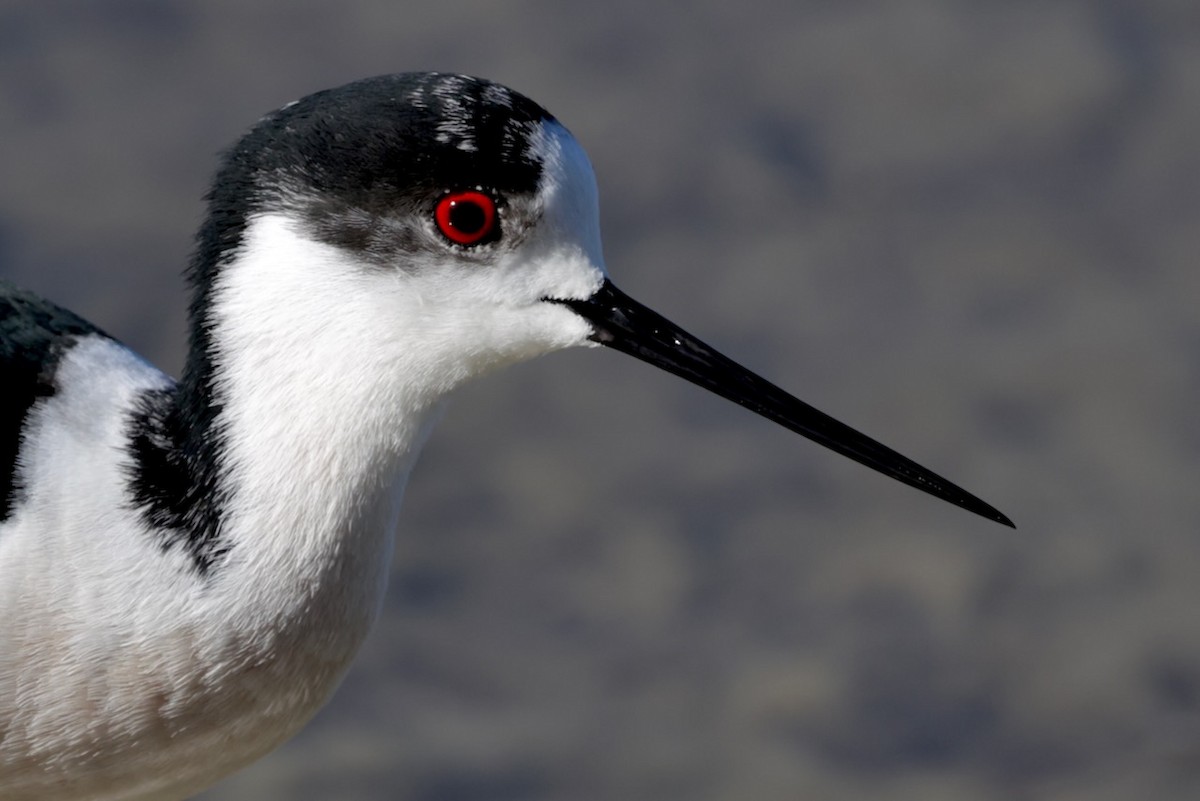 Black-winged Stilt - ML634177998