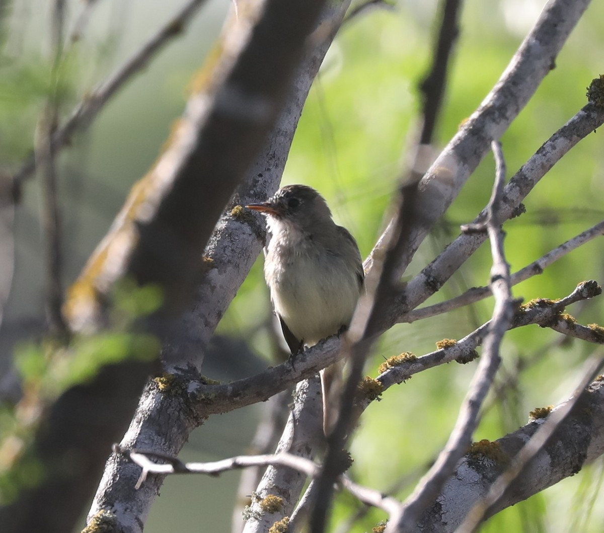 Empidonax sp. - ML634178004
