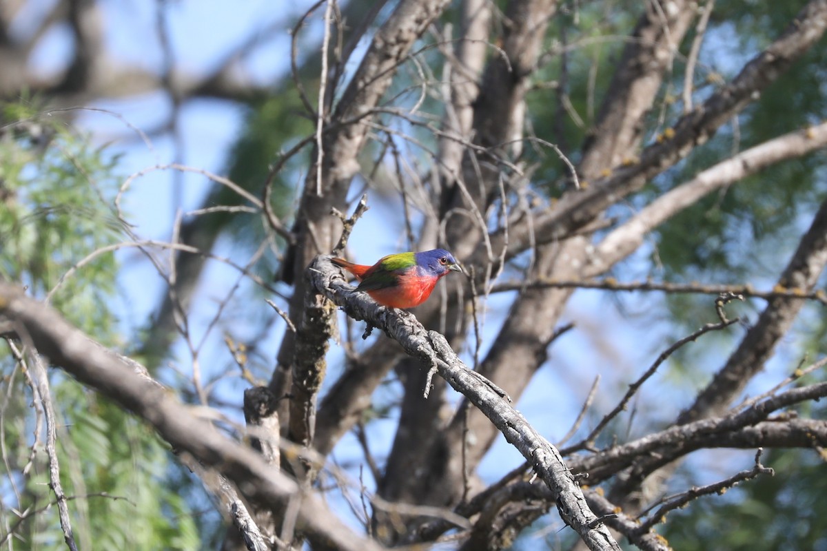 Painted Bunting - ML634178015