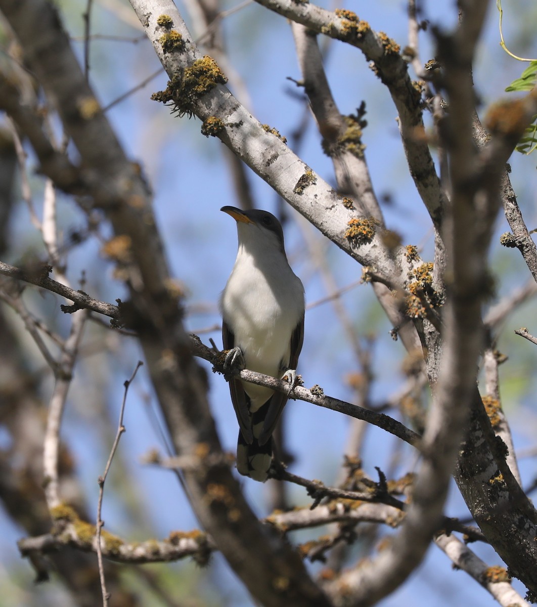 Yellow-billed Cuckoo - ML634178043