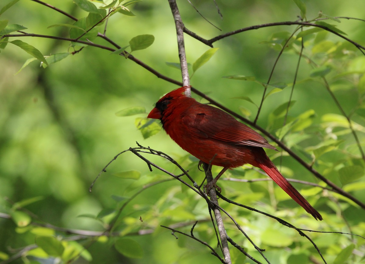 Northern Cardinal - ML634178145