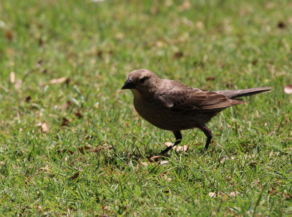 Brown-headed Cowbird - ML634178156