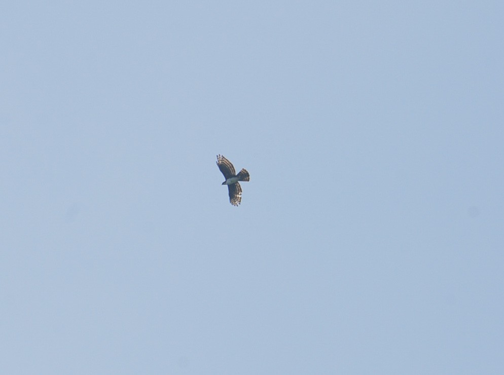 Cassin's Hawk-Eagle - ML634178490