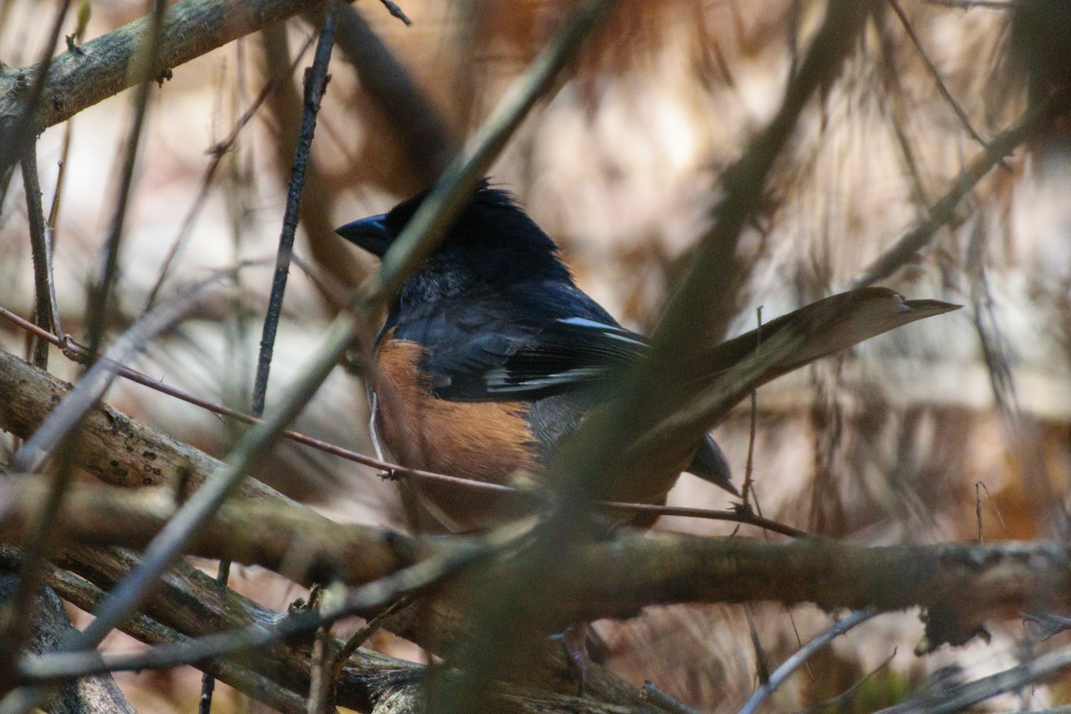 pipilo rudooký - ML634178520